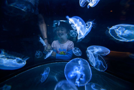 Millions of Jellyfish Species in Monterey Bay Intrigues Onlookers