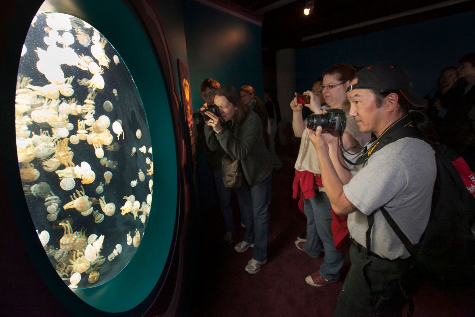 Millions of Jellyfish Species in Monterey Bay Intrigues Onlookers