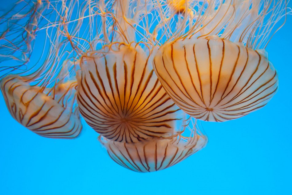 Jellyfish Blooming in Seas Around The World Causes Signal At Human Activities  Global Warming