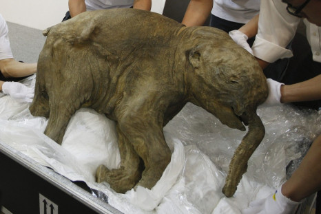 World’s Well Preserved Baby Mammoth Goes on Display