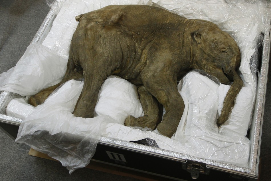 Baby Mammoth Lyuba Goes on Display [PHOTOS and VIDEO]