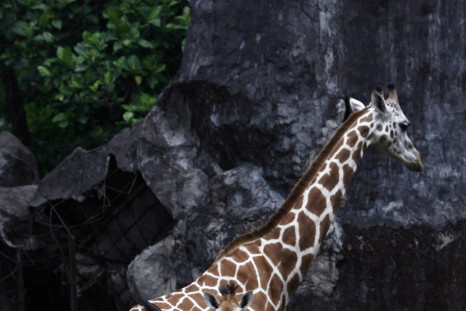 Giraffes Age Can Be Estimated From The Colour Of Their Coat