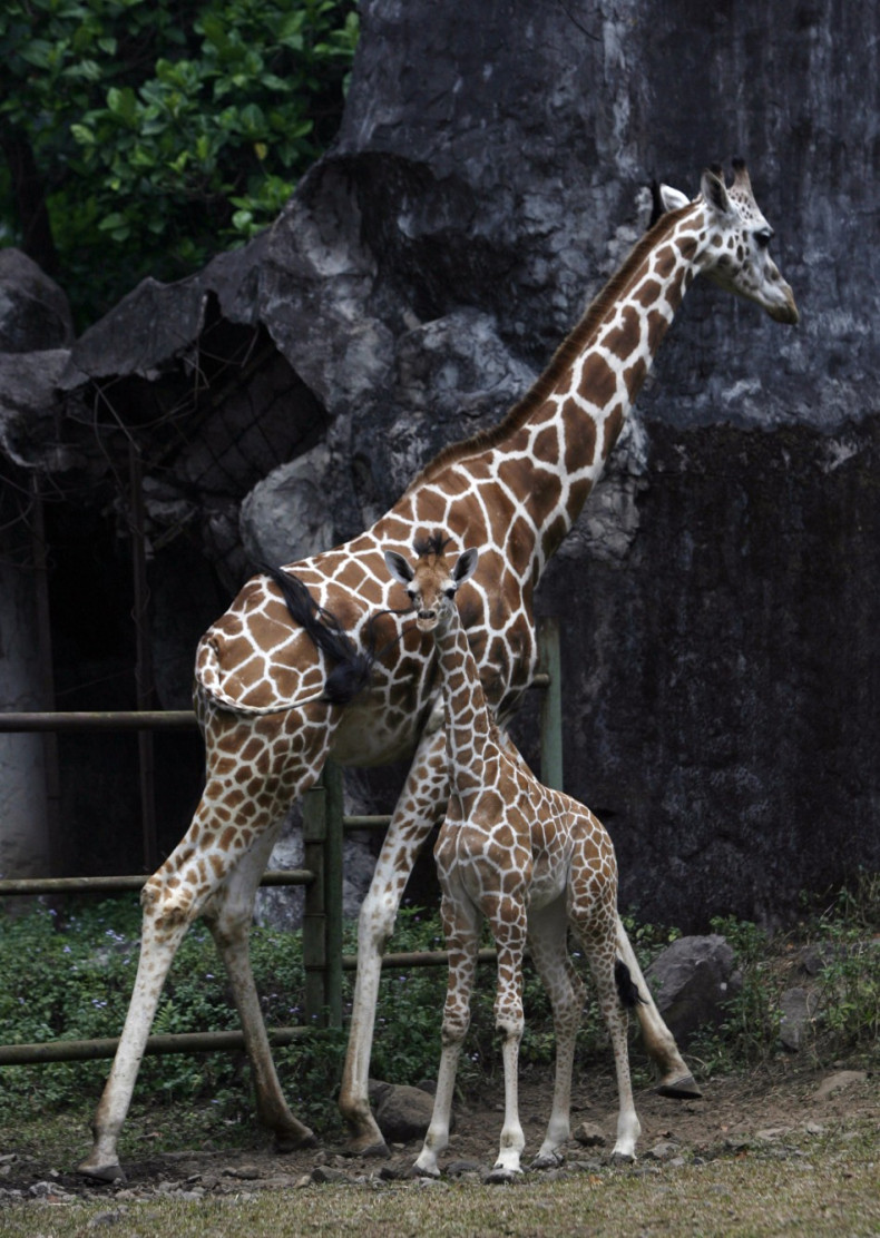 Giraffes Age Can Be Estimated From The Colour Of Their Coat