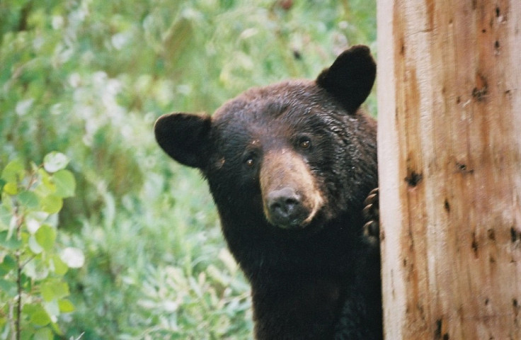 Bears get high