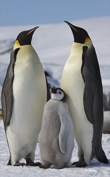 emperor penguin penguins population antarctica antarctic space antartica