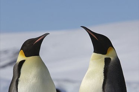 Emperor Penguin Population Is Much Larger Than Previously Estimated