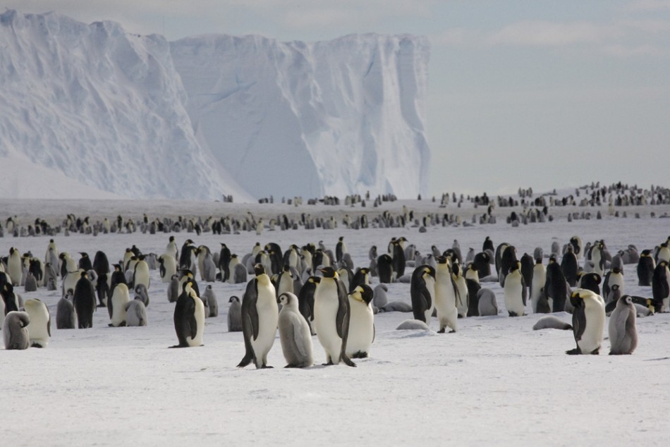 Emperor Penguin Population Is Much Larger Than Previously Estimated