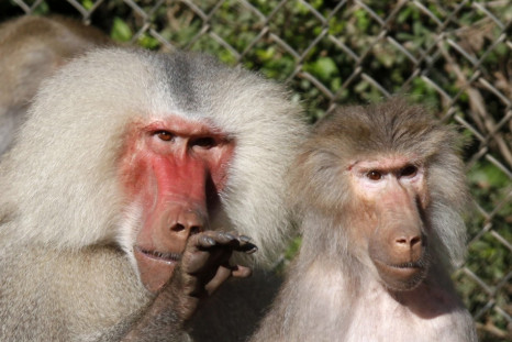 Baboons Can Recognise English Words