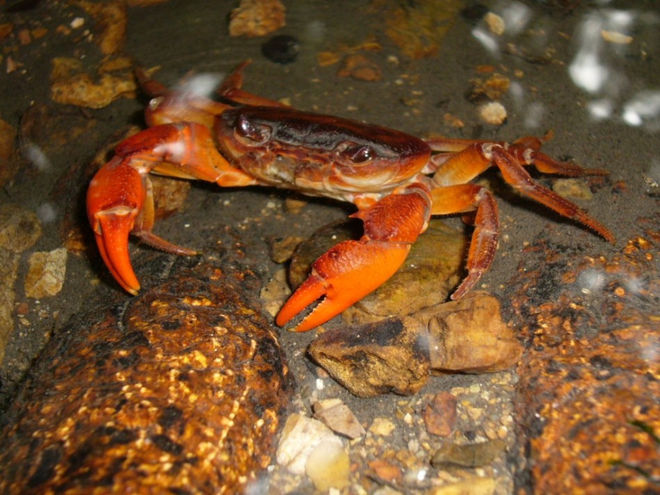 Rare Purple Crab Species Identified in Threatened Palawan Biodiversity