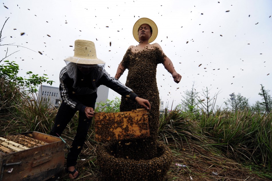 Guinnness Book Of World Record Stings Chinese Beekeeper She Ping Wearing 331000 Bees Photos