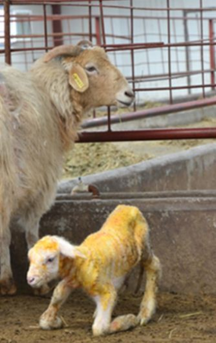 Peng Peng: World’s First ‘Handmade’ Cloned Sheep Born In China