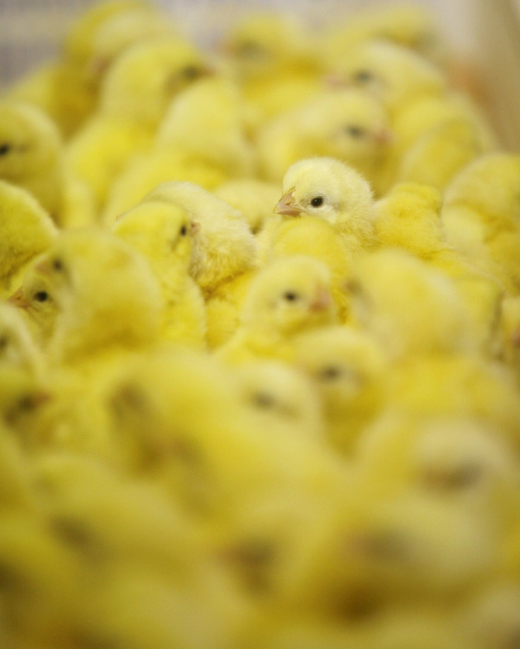 Sri Lankan chick born without an egg