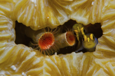 Spectacular Underwater Images by 2012 Miami Amateur Photography Contest Winners Spectacular Underwater Images by 2012 Miami Amateur Photography Contest Winners