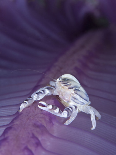 Spectacular Underwater Images by 2012 Miami Amateur Photography Contest Winners Spectacular Underwater Images by 2012 Miami Amateur Photography Contest Winners