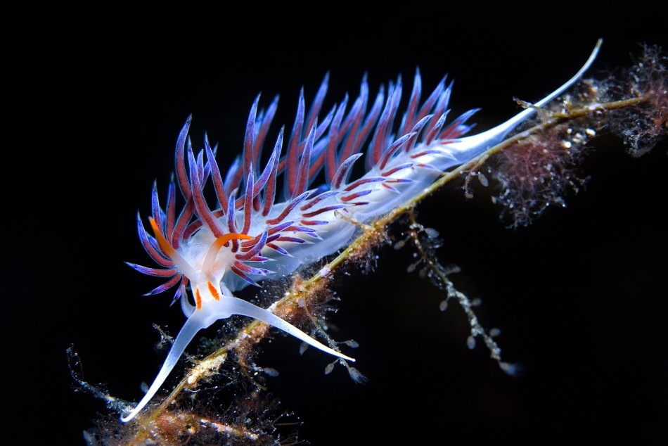 Spectacular Underwater Images by 2012 Miami Amateur Photography Contest Winners