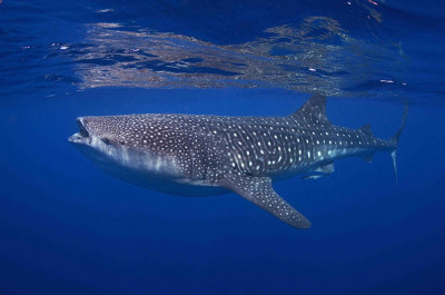Spectacular Underwater Images by 2012 Miami Amateur Photography Contest Winners Spectacular Underwater Images by 2012 Miami Amateur Photography Contest Winners
