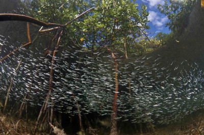 Spectacular Underwater Images by 2012 Miami Amateur Photography Contest Winners Spectacular Underwater Images by 2012 Miami Amateur Photography Contest Winners