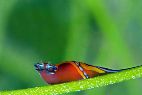 Spectacular Underwater Images by 2012 Miami Amateur Photography Contest Winners