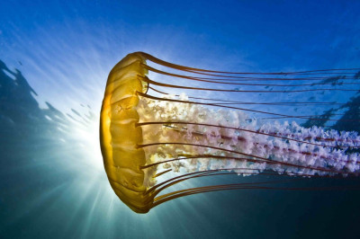 Spectacular Underwater Images by 2012 Miami Amateur Photography Contest Winners Spectacular Underwater Images by 2012 Miami Amateur Photography Contest Winners