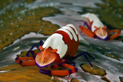 Spectacular Underwater Images by 2012 Miami Amateur Photography Contest Winners Spectacular Underwater Images by 2012 Miami Amateur Photography Contest Winners