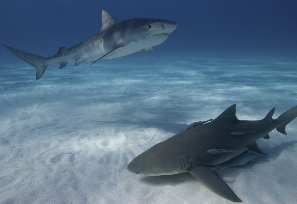 Spectacular Underwater Images by 2012 Miami Amateur Photography Contest Winners