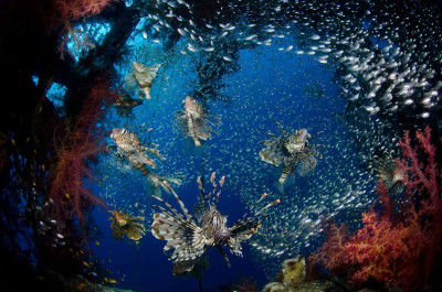 Spectacular Underwater Images by 2012 Miami Amateur Photography Contest Winners Spectacular Underwater Images by 2012 Miami Amateur Photography Contest Winners