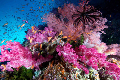 Spectacular Underwater Images by 2012 Miami Amateur Photography Contest Winners Spectacular Underwater Images by 2012 Miami Amateur Photography Contest Winners