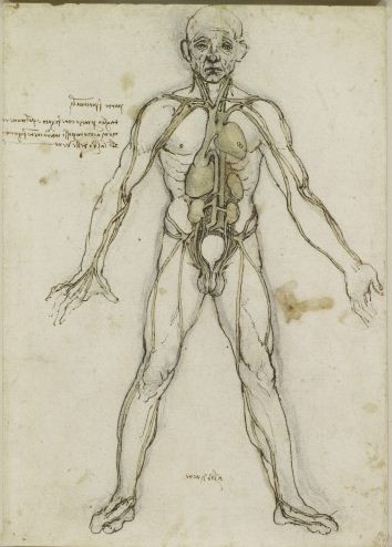 The major organs and vessels