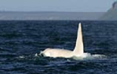 White Orca