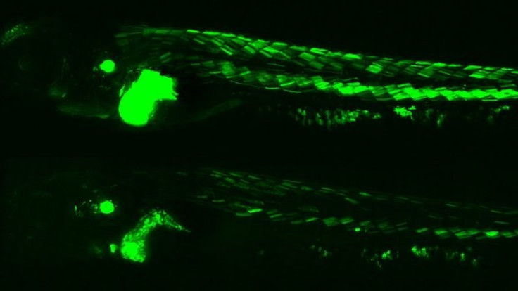 Green Glowing Zebrafish Provides Fresh Insights about the Hazardous Health Effects of Pollution