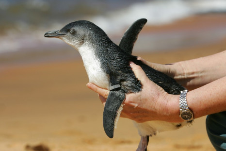 Dirk, a seven-year-old fairy penguin, is now back at Sea World with his girlfriend, Peaches