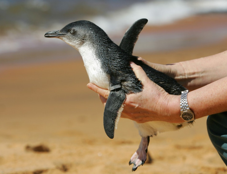 Dirk, a seven-year-old fairy penguin, is now back at Sea World with his girlfriend, Peaches