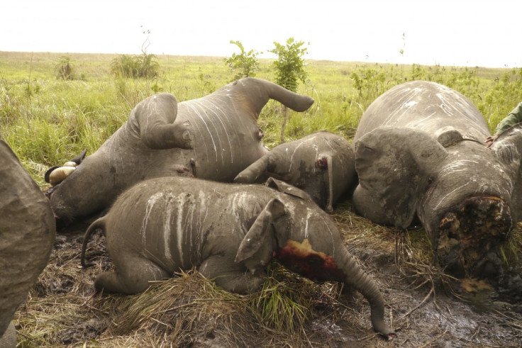 The carcasses of some of the 22 elephants slaughtered in a helicopter-bourne attack lie on the ground in the Democratic Republic of Congo's Garamba National Park, in this undated handout picture released by the DRC Military.