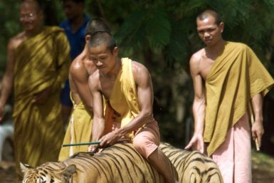 ‘Tiger Temple’ in Thailand a Growing Tourism Hot Spot: Where Wild Stays With the Monks