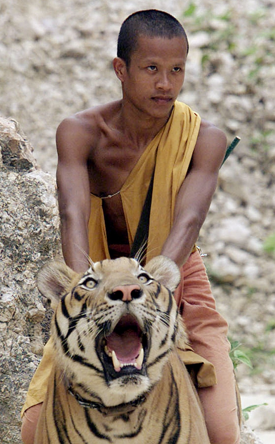Tiger Temple in Thailand a Growing Tourism Hot Spot Where Wild Stays With the Monks