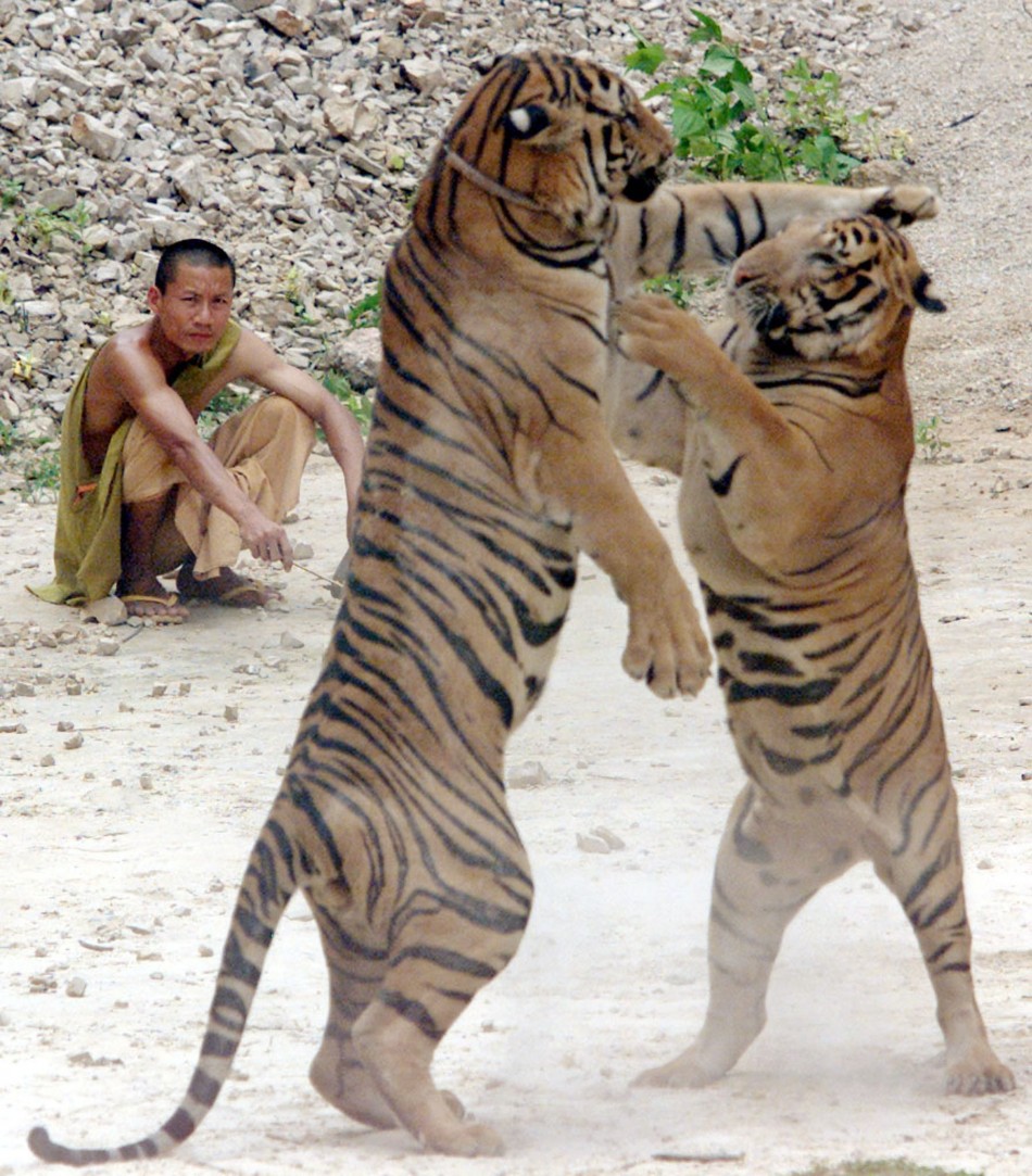 Tiger Temple in Thailand a Growing Tourism Hot Spot Where Wild Stays With the Monks