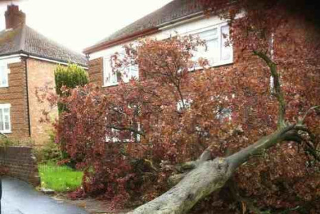 Uprooted tree: the result of the Rugby Tornado
