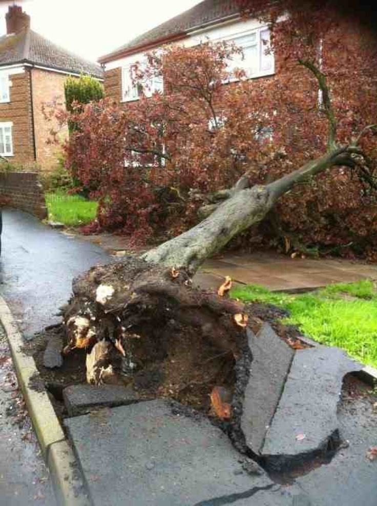 Uprooted tree: the result of the Rugby Tornado