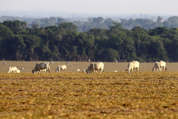 Palm Oil Giant Keeping its High Carbon Forest Commitment: Greenomics Analysis