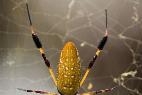 A golden silk orb spider