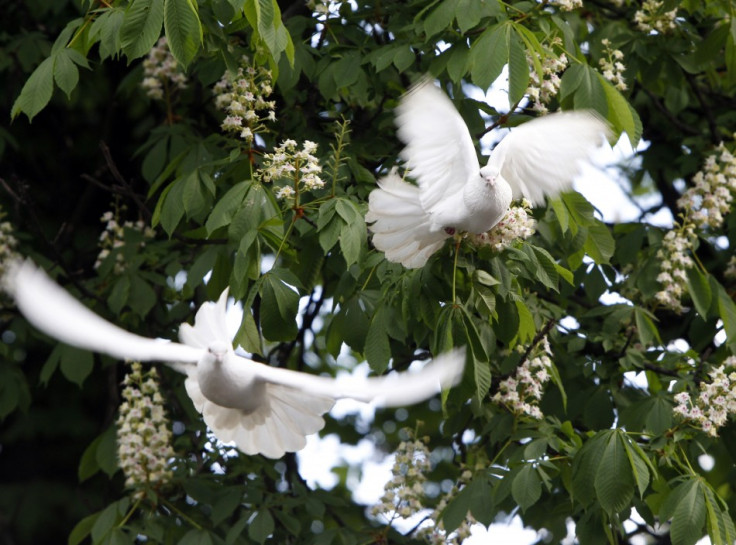 Birds Have Their Own GPS Built-in System That Guides Them