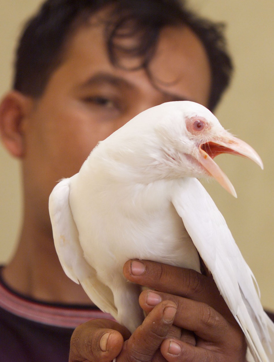 Albino Javanese Starling