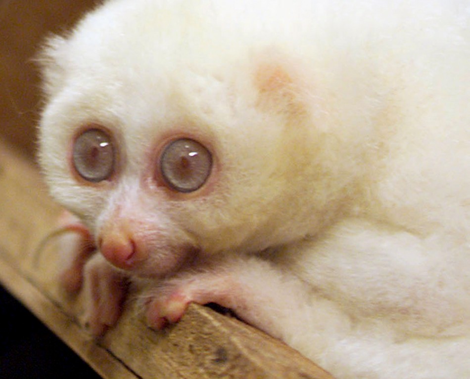 Male albino Slow Loris