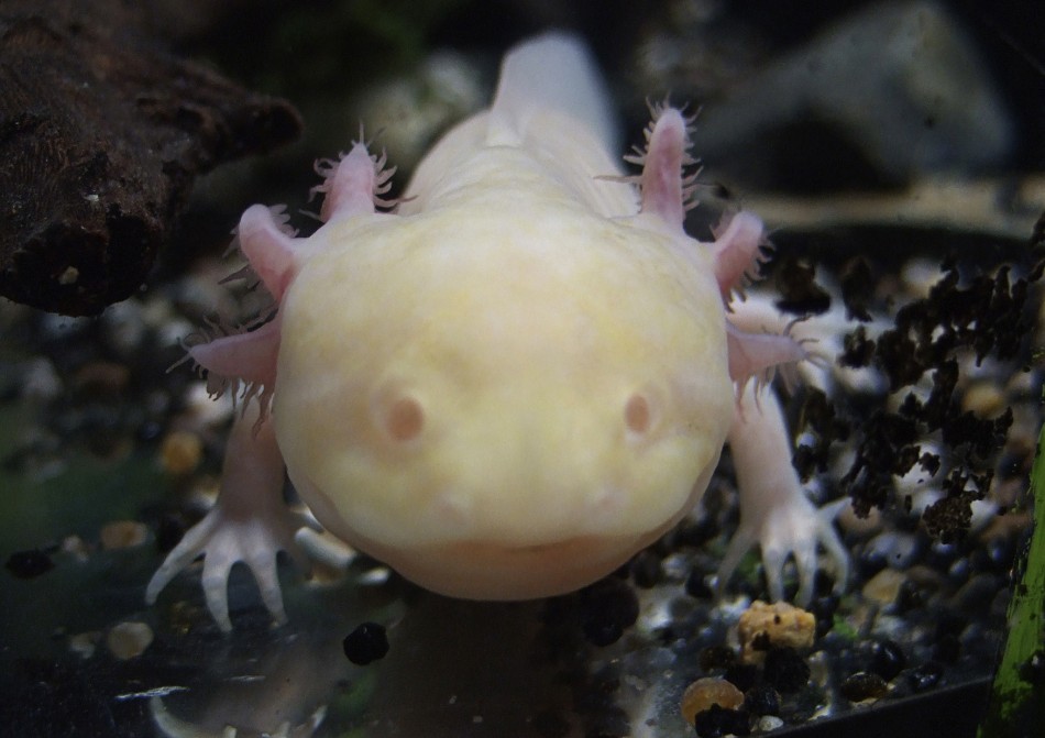 Rare albino axolotl
