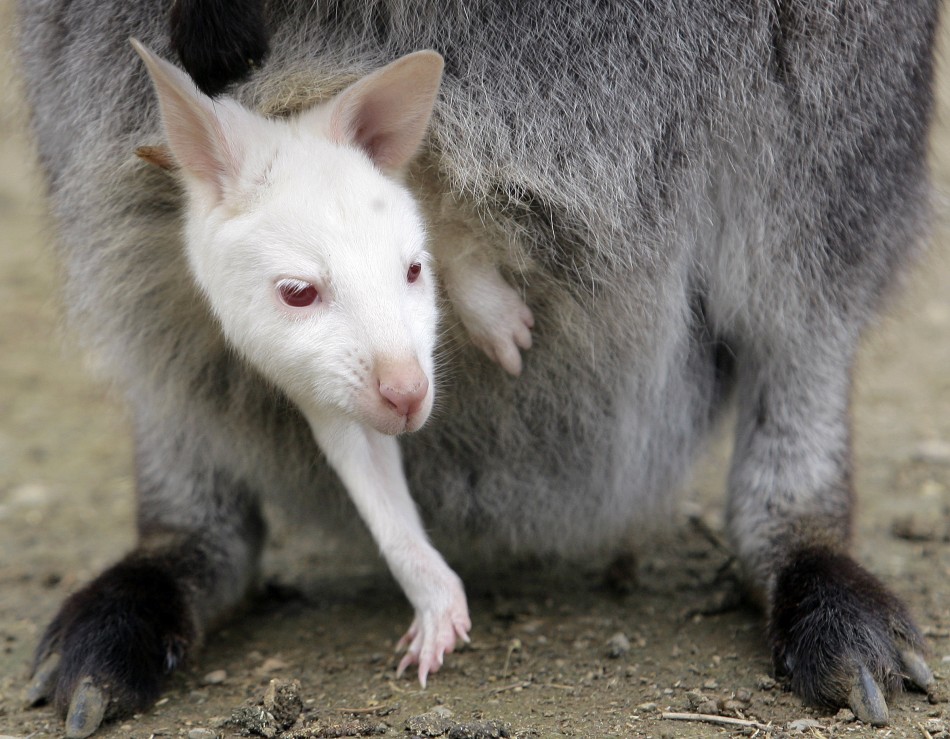A albino baby wallaby