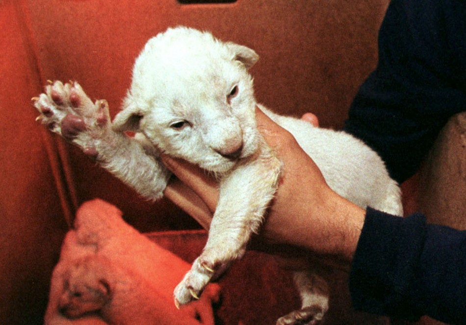 Rare albino lion cub