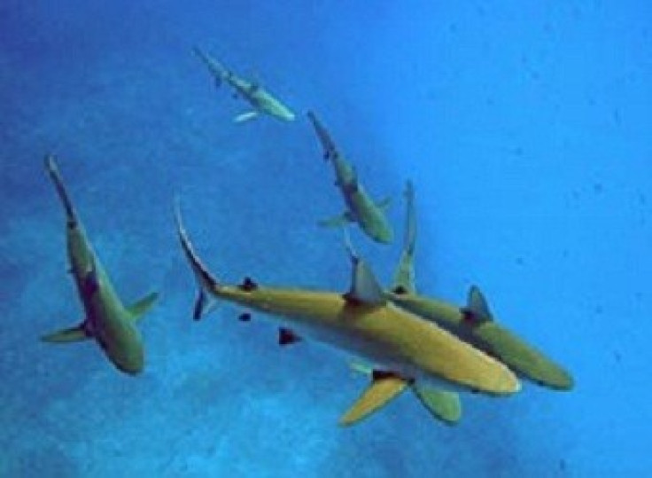More Than 90 Percent of Reef Sharks Have Declined in Pacific Ocean