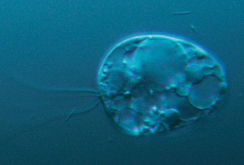 Samllest living micro-organism