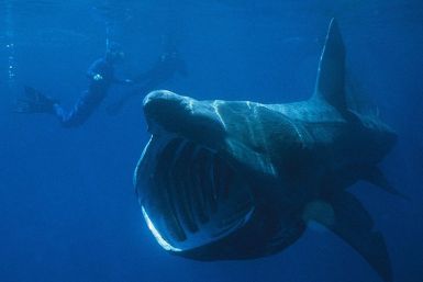 Basking Shark Spotted in Plymouth, British Public Asked to Take Note of 'Unusual Movements'