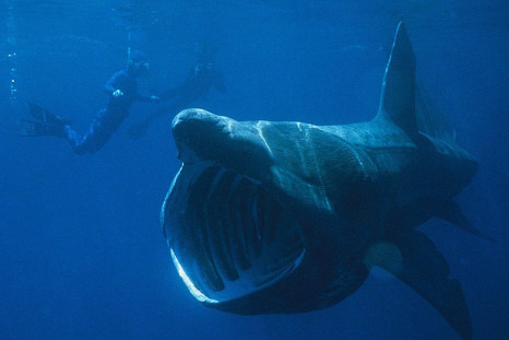 Basking Shark Spotted in Plymouth, British Public Asked to Take Note of 'Unusual Movements'